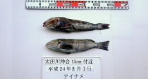 Fukushima (Japon) :  pêche de rascasses  radioactives