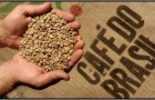 Café : l’arabica à un plus bas depuis mai 2010