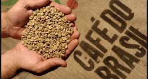 Café : l’arabica  à un plus bas depuis mai 2010