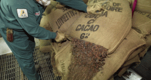 Le cours du cacao : le calme … avant la tempête ?