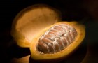 Cacao : le cours poursuit son rebond