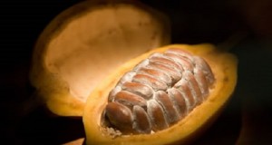 Cacao : le cours poursuit son rebond