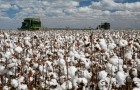 Le cours du coton dopé par la météo et la Chine