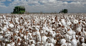 Le cours du coton dopé par la météo et la Chine