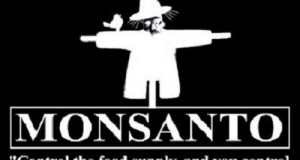 Du blé OGM de Monsanto  importé en Europe ?
