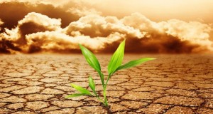 Monsanto : une affaire de blé OGM qui tombe à pic … en plein changement climatique