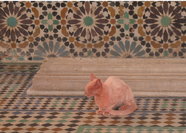 Chat maroc mic